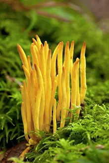 Spindles: Golden Spindles fungi - among moss on old wood bank