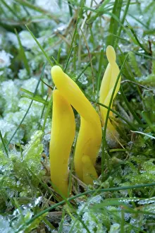 Spindle: Golden spindles in grassland, after heavy frost