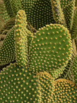 Cactus: Golden Spined Bunny Ears Cactus, Chiricahua National