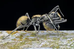 Vespoidea: Golden spiny ant (Polyrhachis proxima) carrying