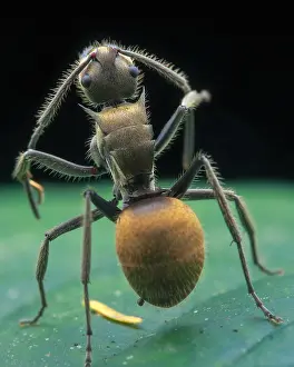 Vespoidea: Golden spiny ant (Polyrhachis proxima) cleaning