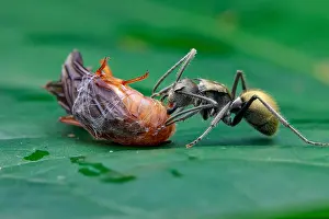 Aculeata: Golden spiny ant (Polyrhachis sp.) scavanging prey