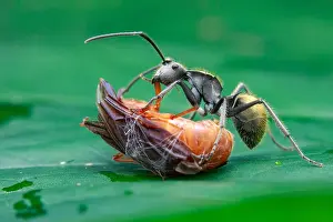 Aculeata: Golden spiny ant (Polyrhachis sp) scavanging prey