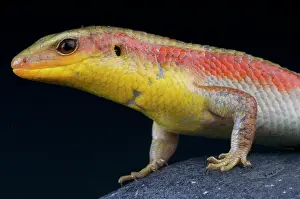 Skink: Golden sun skink (Eutropis multifasciata), Vietnam