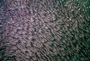 Sweeper: Golden SWEEPERS - mass shoal