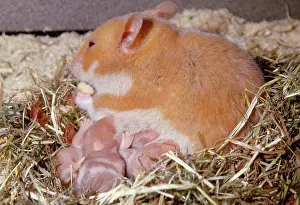 Huddled: Golden / Syrian HAMSTER - mother suckling young