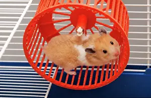 Mesocricetus: Golden / Syrian HAMSTER - running in hamster wheel