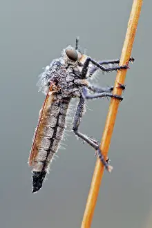 Robber: Golden-tabbed Robberfly