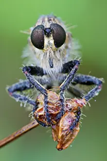 Robber: Golden-tabbed Robberfly