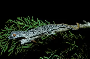 Diplodactylus: Golden-tailed gecko
