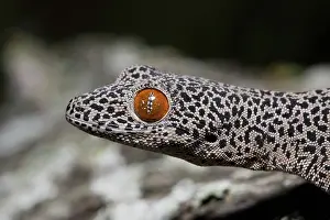 Strophurus: Golden-tailed Gecko