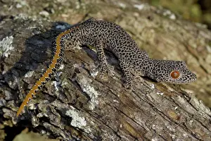 Strophurus: Golden-tailed Gecko