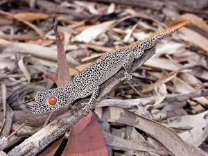 Strophurus: Golden-tailed Gecko