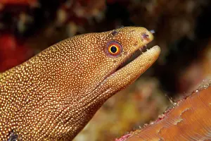 Gorda: Golden-tailed moray eel (Gymnothorax miliaris)