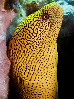 Moray: Golden-tailed moray eel (Gymnothorax miliaris)