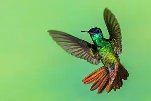 Hummingbird: Golden-tailed sapphire, defensive flight in Northern Peru
