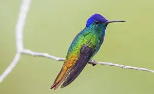 Archer: Golden-tailed sapphire resting on a simple branch