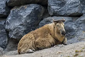 Bhutan: Golden takin (Budorcas taxicolor bedfordi) resting
