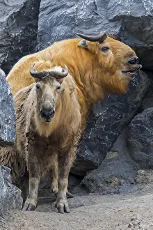 Bhutan: Two golden takins (Budorcas taxicolor bedfordi)
