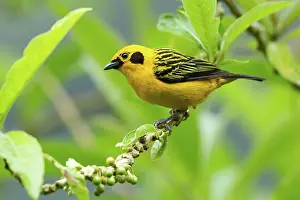 Tandayapa: Golden Tanager