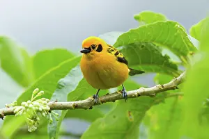 Ecuadoran: Golden Tanager