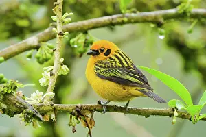 Ecuadoran: Golden Tanager