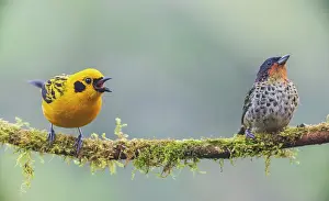 Squawking: Golden tanager squawking as rufous-throated tanager