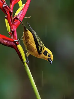 Shade: Golden Tanager (Tangara arthus), on heliconia fl