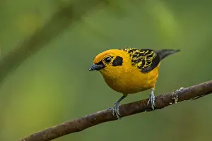 Arthus: Golden Tanager (Tangara arthus) Natural Reserve