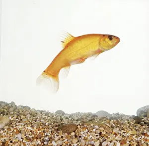 Aquariums: GOLDEN TENCH