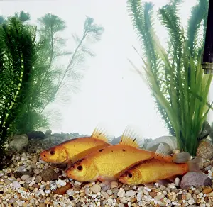 Tench: GOLDEN TENCH - three
