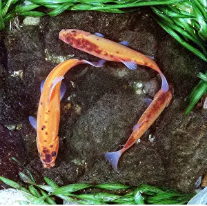 Tench: GOLDEN TENCH - Three, from above