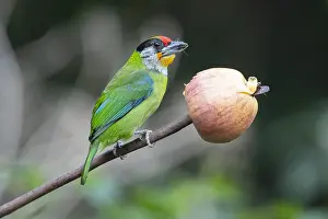 Barbet: Golden-throated Barbet (Psilopogon franklinii) eating