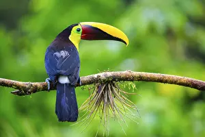 Housing: Golden-throated Toucan (Ramphastos ambiguus)