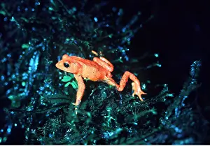 Rican: GOLDEN TOAD