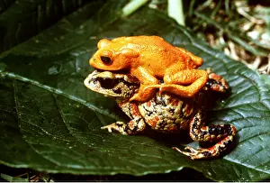Toads: GOLDEN TOAD - MALE & FEMALE