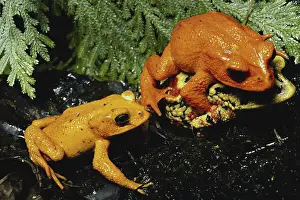Toads: Three Golden Toads