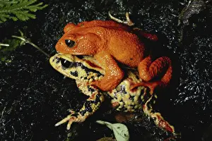 Toads: Golden Toads Mating