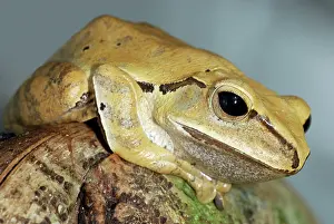 Polypedates: Golden Tree Frog