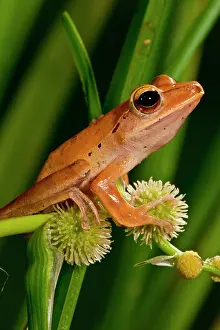 Treefrog: Golden Treefrog, Rhacophorus leucomystax