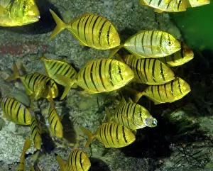 Shoaling: Golden Trevally