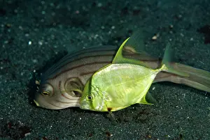 Line: Golden Trevally cooperatively hunting with Striped Puffer