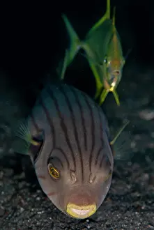 Line: Golden Trevally cooperatively hunting with Striped Puffer