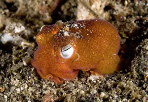 Weird: Golden Tropical Bottletail Squid on black sand