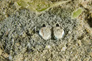 Buried: Golden Tropical Bottletail Squid - buried in