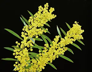 Australias: Golden wattle (Acacia pycnantha) AustraliaIs floral
