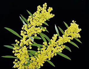 Australias: Golden Wattle - AustraliaIs floral emblem