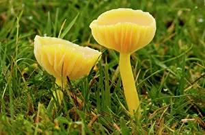 Hygrocybe: Golden Waxcap Fungi - in acid grassland