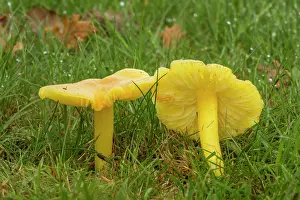 Owned: Golden Waxcap - in mown grassland