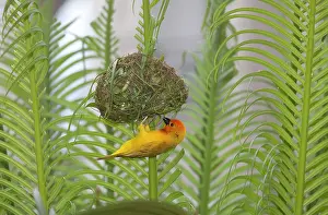 Weavers: Golden Weaver Bird on newly constructed nest